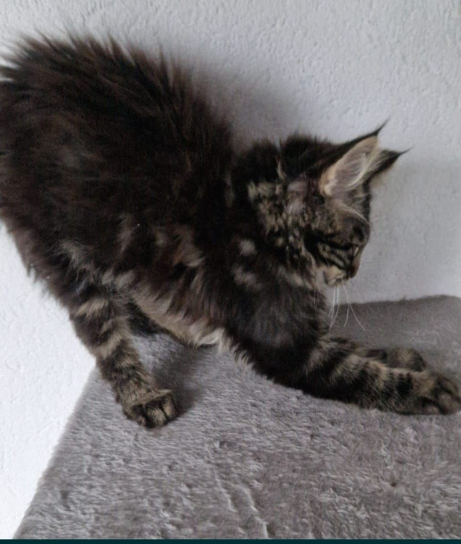 Pui pisica Maine Coon