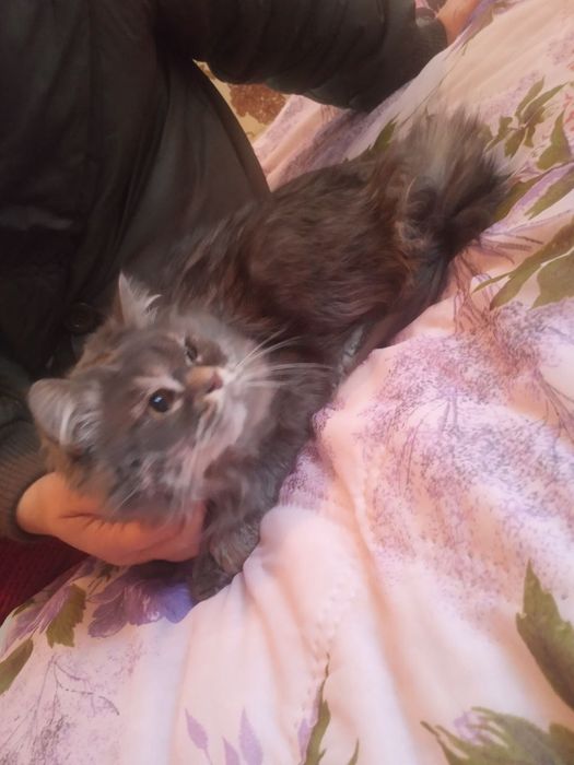 Подарю прекрасную кошечку для счастья