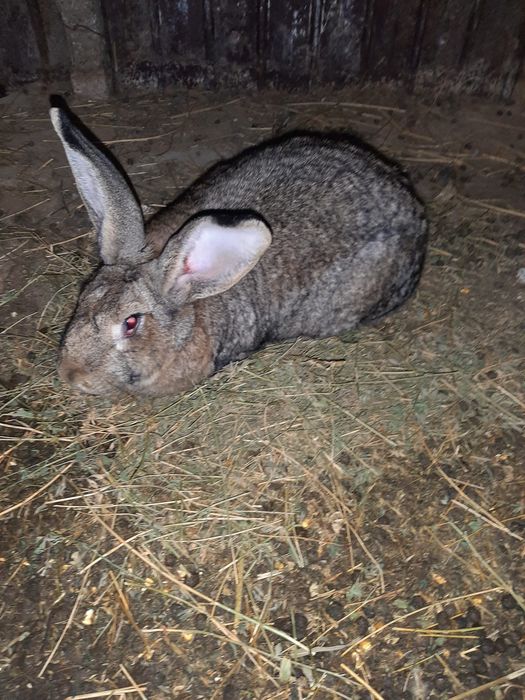 Iepuri rasa urias german