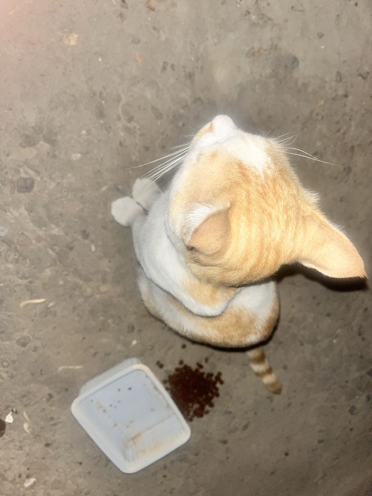 Aqlli yaxshi uy mushugi kimdur ko’chaga chiqarvorgan