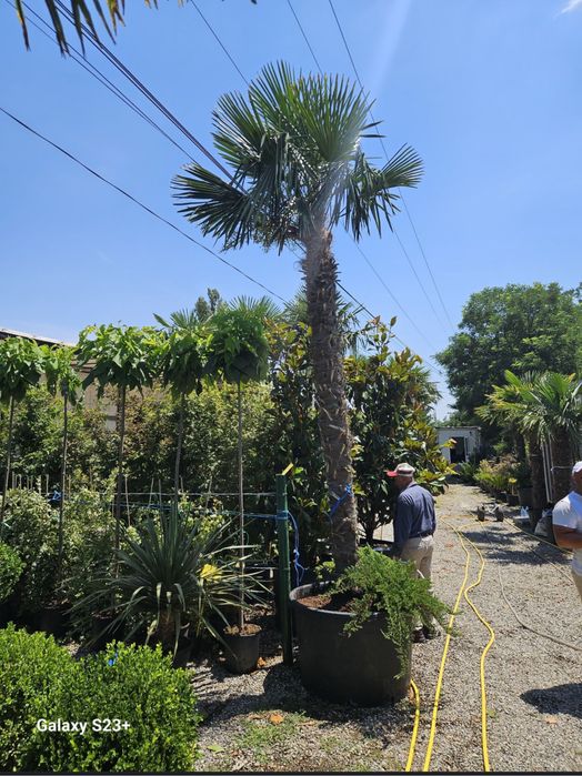 Plante ornamentale Premium | doar la Garden Devis