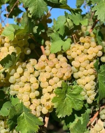 Producători vindem struguri de vin calitatea 1 prod. 2025