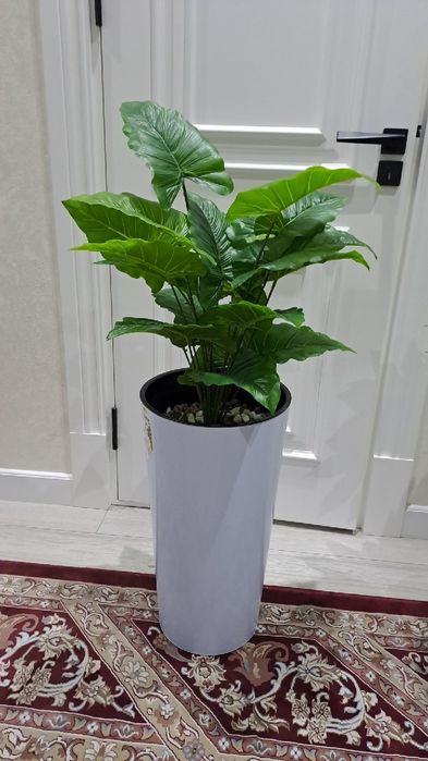 Цветы декоративные Суний Гул Тувак Арт Архидея Пальма