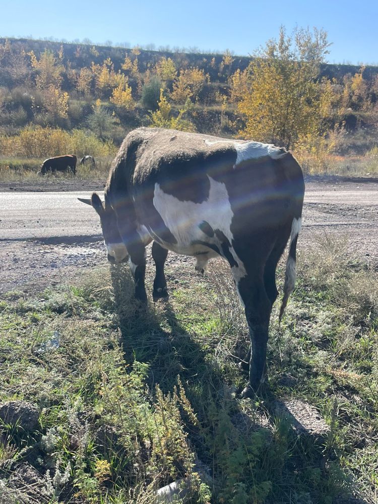 Продам бычков находятся в городе Караганда, в самом городе.