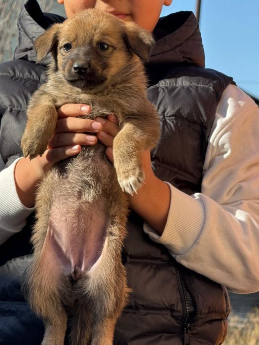Щенята бельгийской овчарки