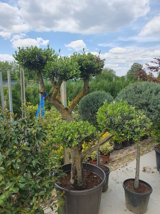 Plante ornamentale-tuia, artar, spirale, pompon