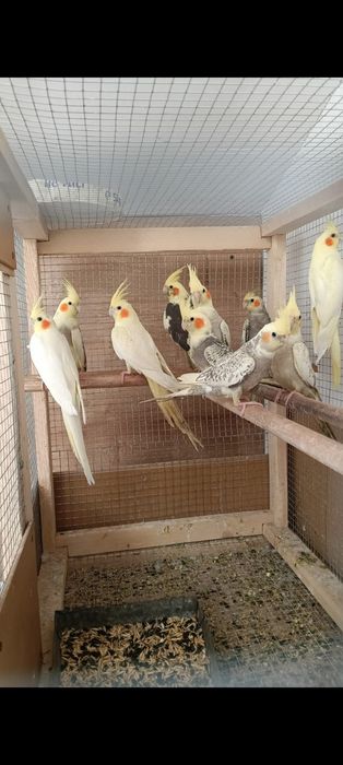 Papagali peruș, agapornis, nimfe, Micul Alexander,rosela