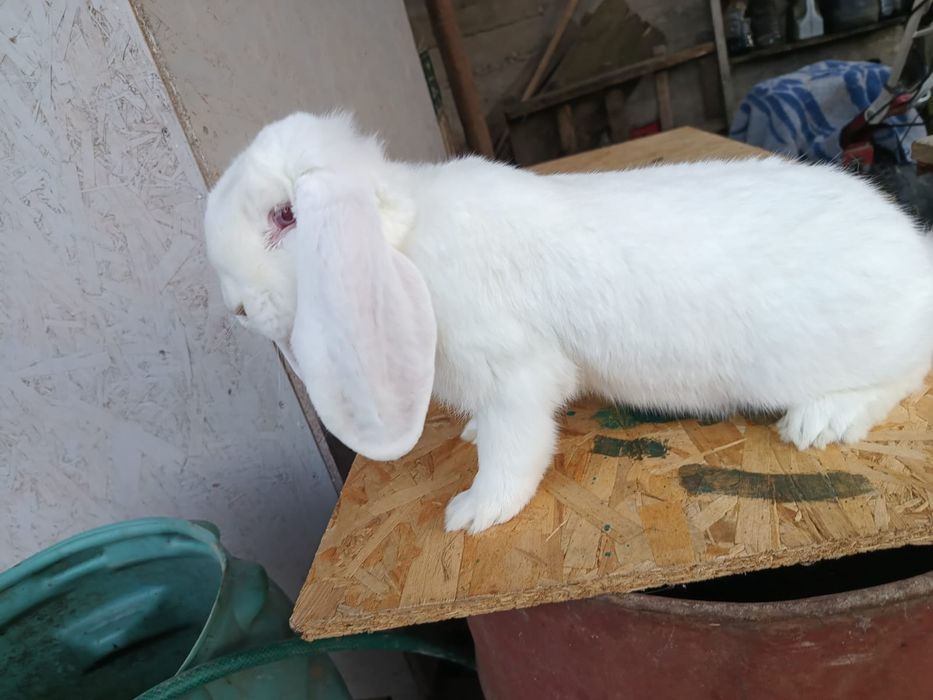 Iepuri berbec german