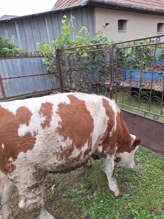 Vând două vițele rasă Bălțată Românească