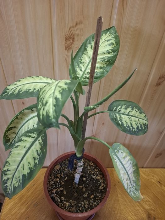 Flori diverse, ghiveci