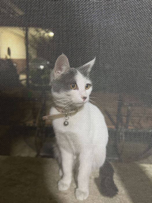 Luna Uy mushugi HADYA