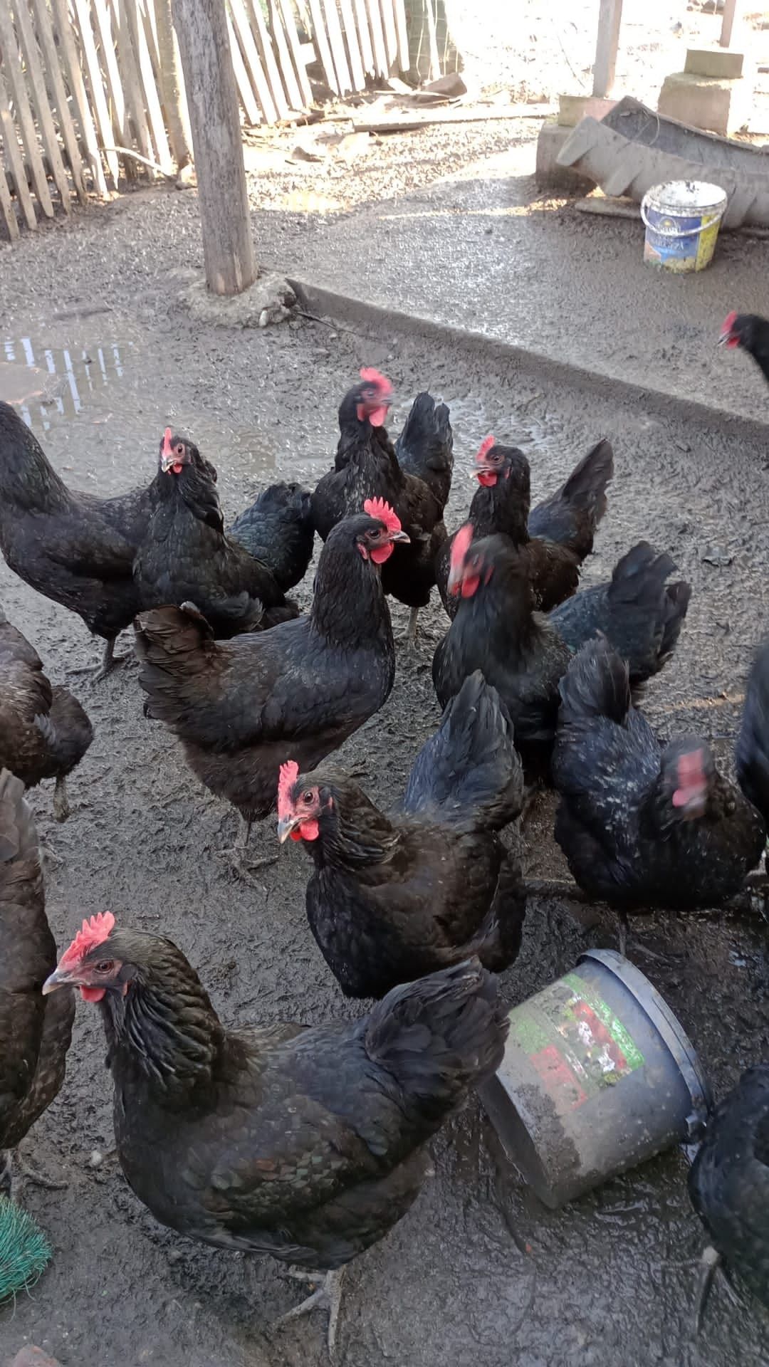 Ouă Australorp negru