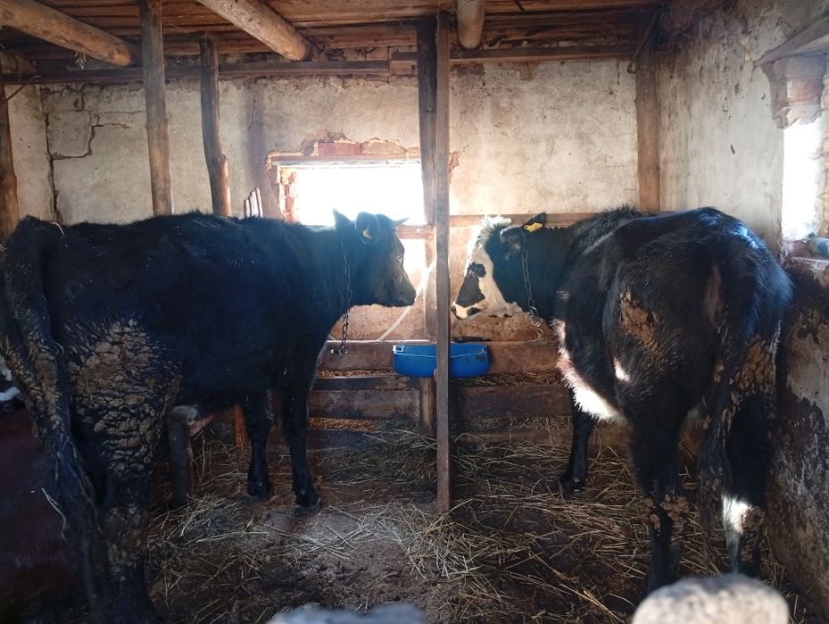 Продам телок с откорма 1.5 года