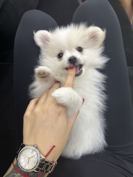 Женско померанче