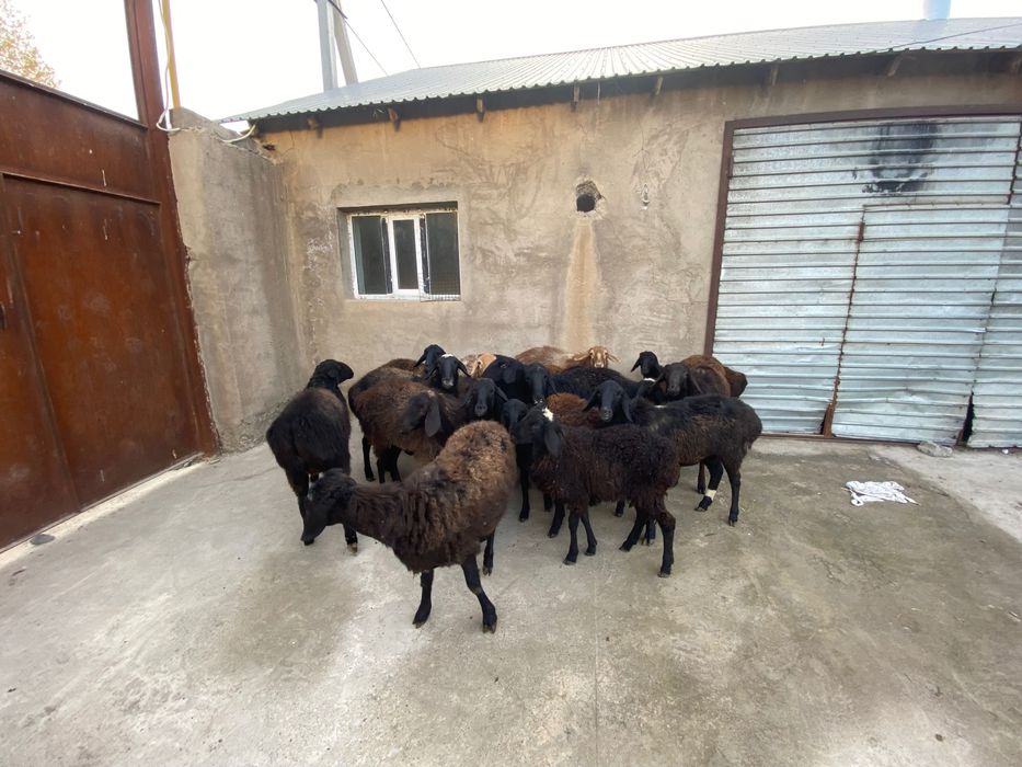 Бараны  20 шт болшие