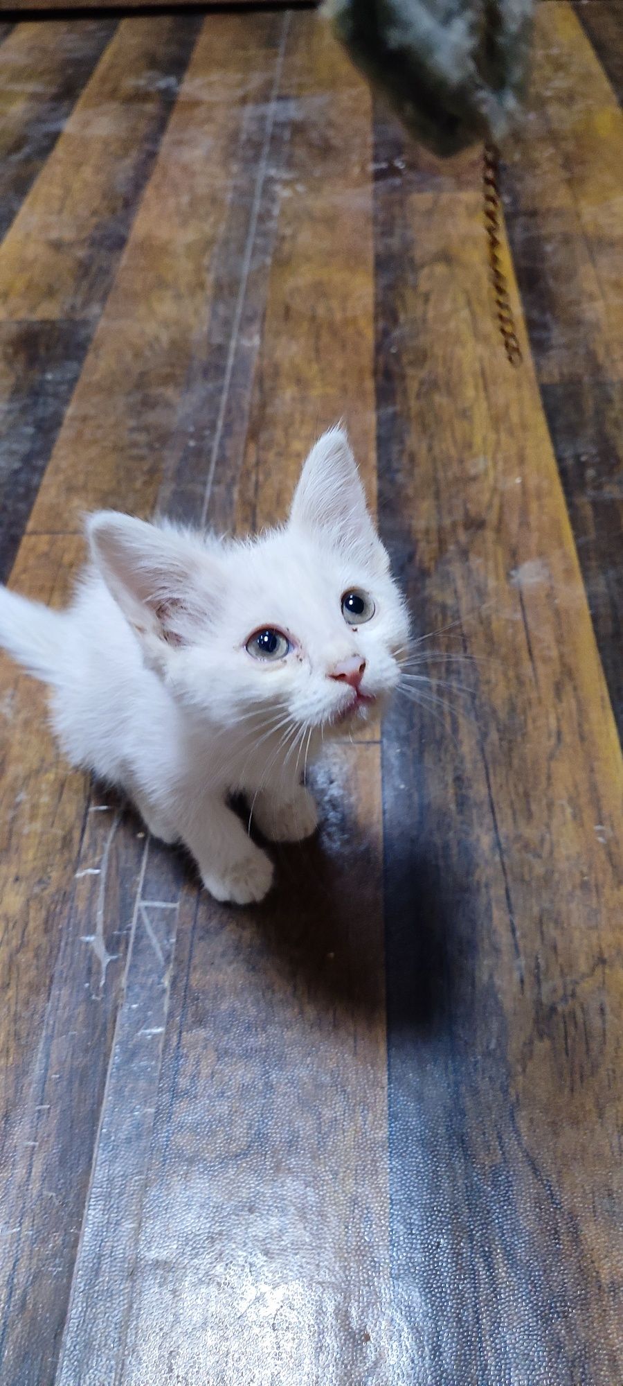 Oppoq angora 2,5 oylik