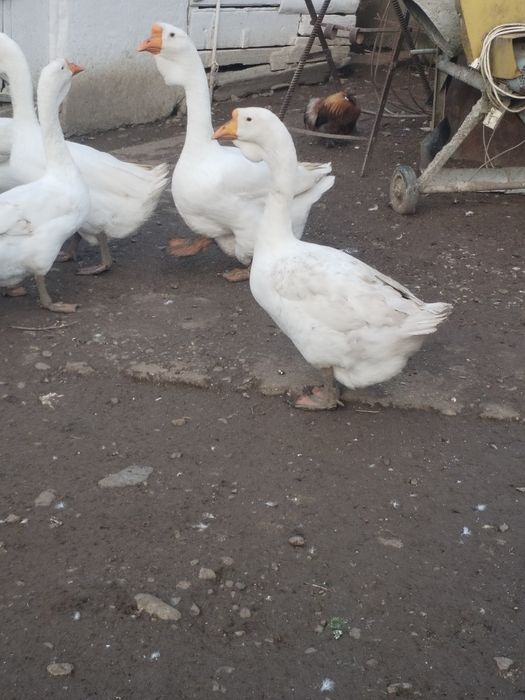 Trei băieți vor alta casa