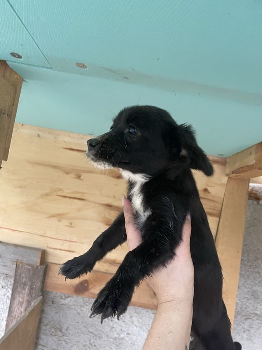 Подарявам 3 малки кученца