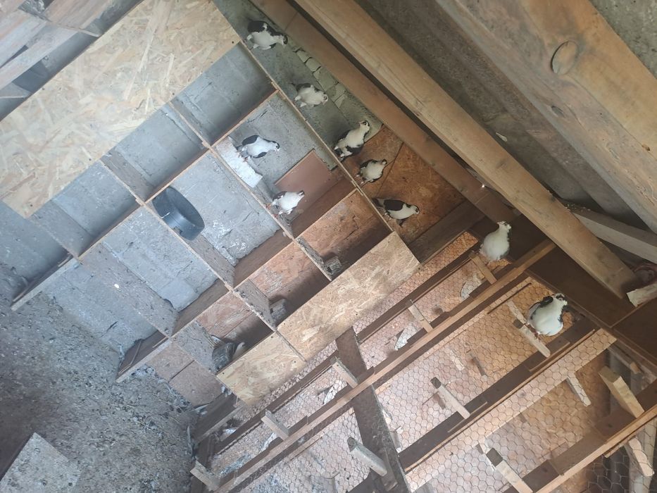 Gălățeni de vânzare cu joc