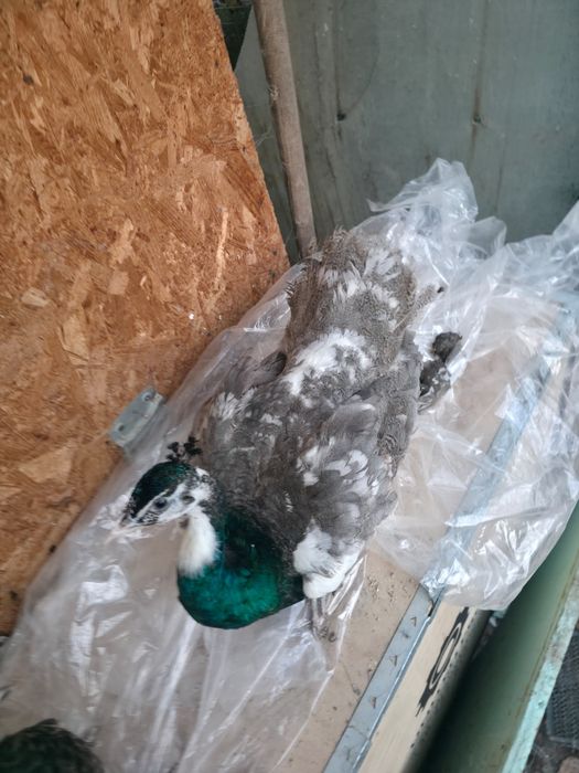 Pui de păun și Oua australorp albastru