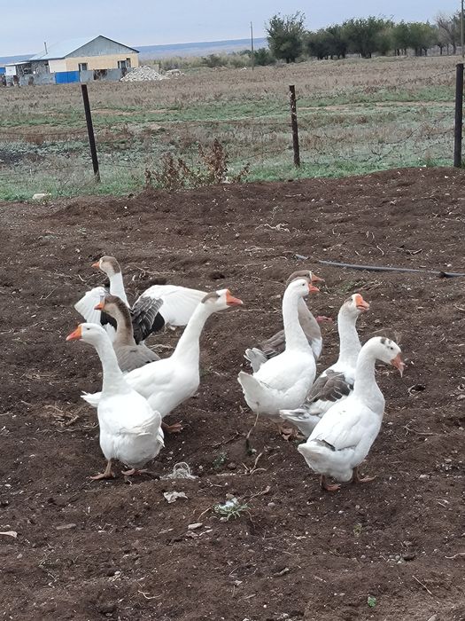 Гуси, крупные серые