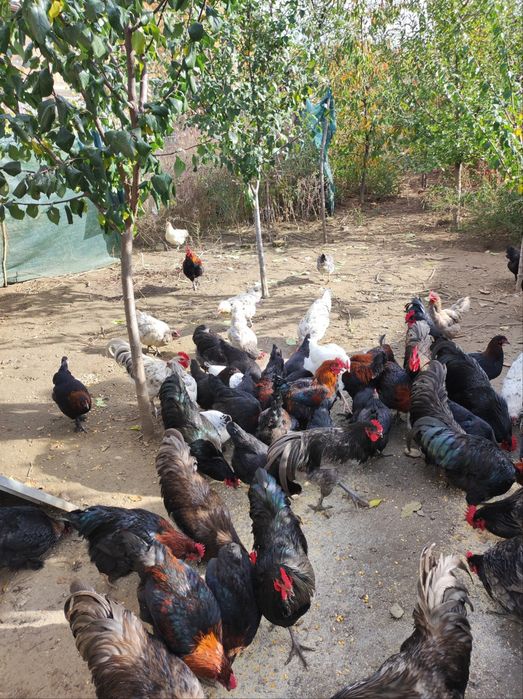 Vând cocoși Australorp și Marans