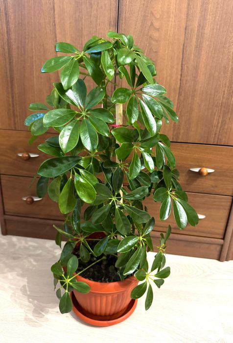 Arbore umbrela, Schefflera