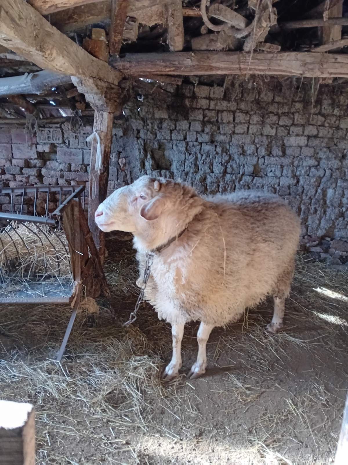 Продавам коч за разплод