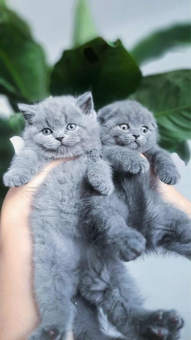 British shorthair blue mascul