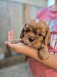 Pui Exceptional Cavalier King Charles Spaniel - Pedigree de Campion
