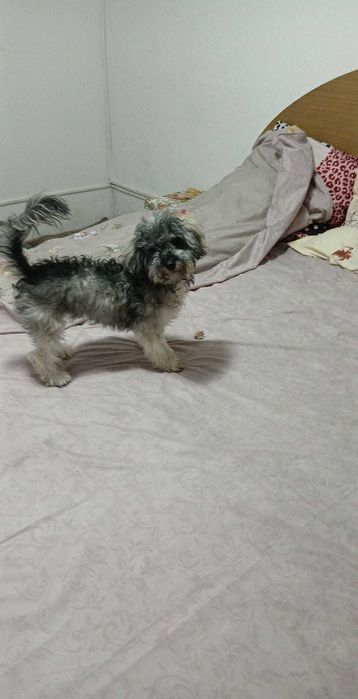 Bichon  havanez,7 luni