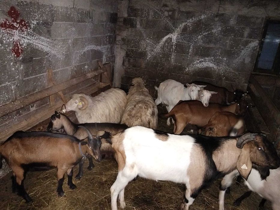 Vând capre ( schimb pe oi)