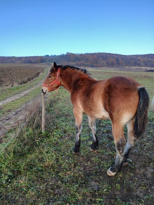 Vând manza de 6 luni