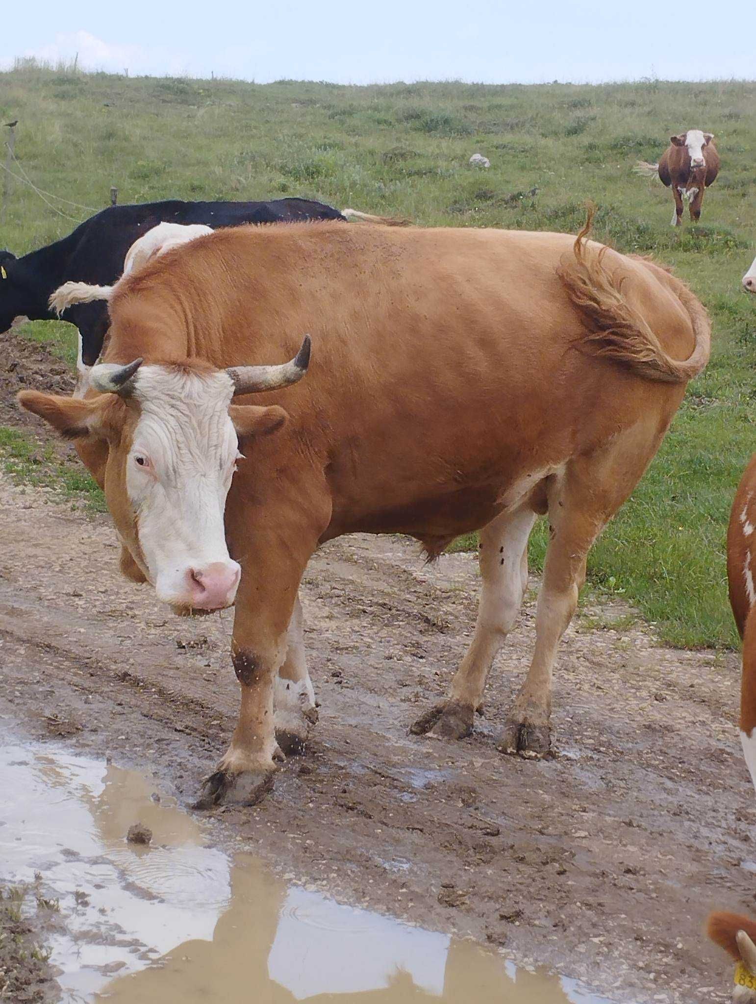 vand doi boi buni de 6 ani mai multe detali la nr de telefon
