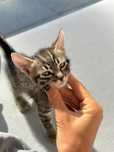 Adopta o pisicuta draguta