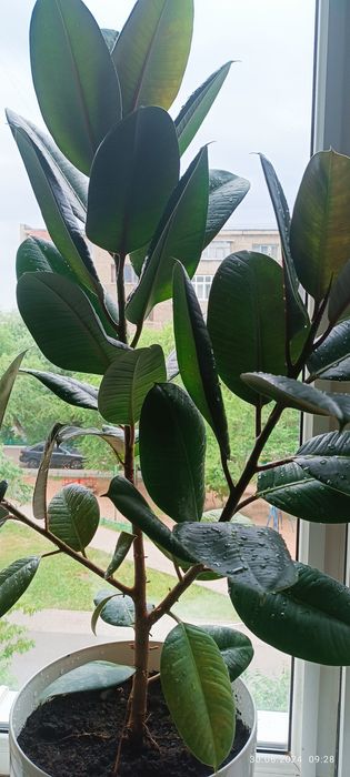 Продам фикус каучуконосый