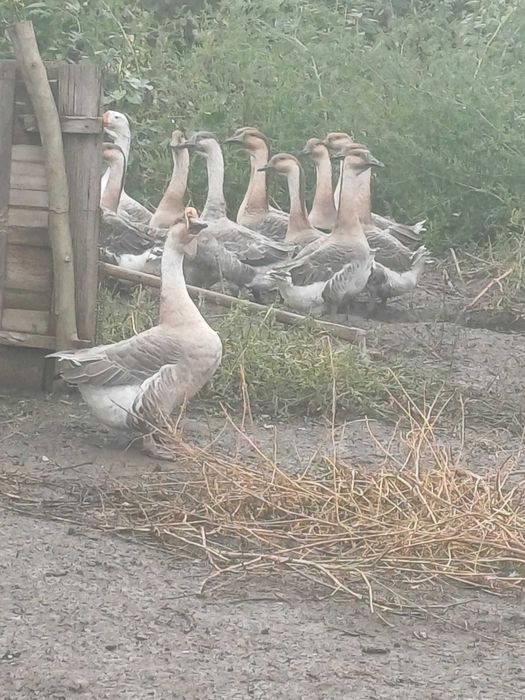 Vand gâște americane