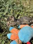 Pisica spre adoptie