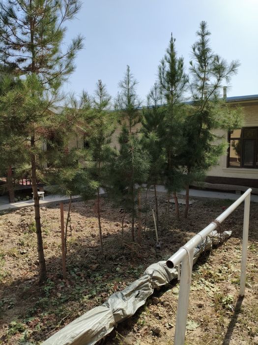 Сосна дерево двух-трёхлетний