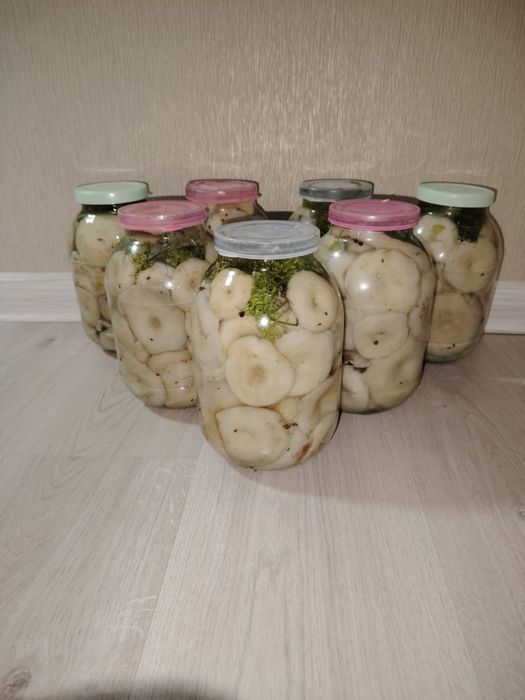 Продам грибы грузди