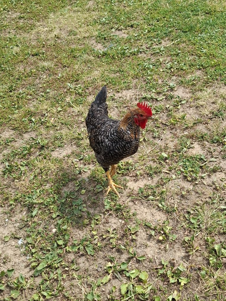 Cocoși rasă comună