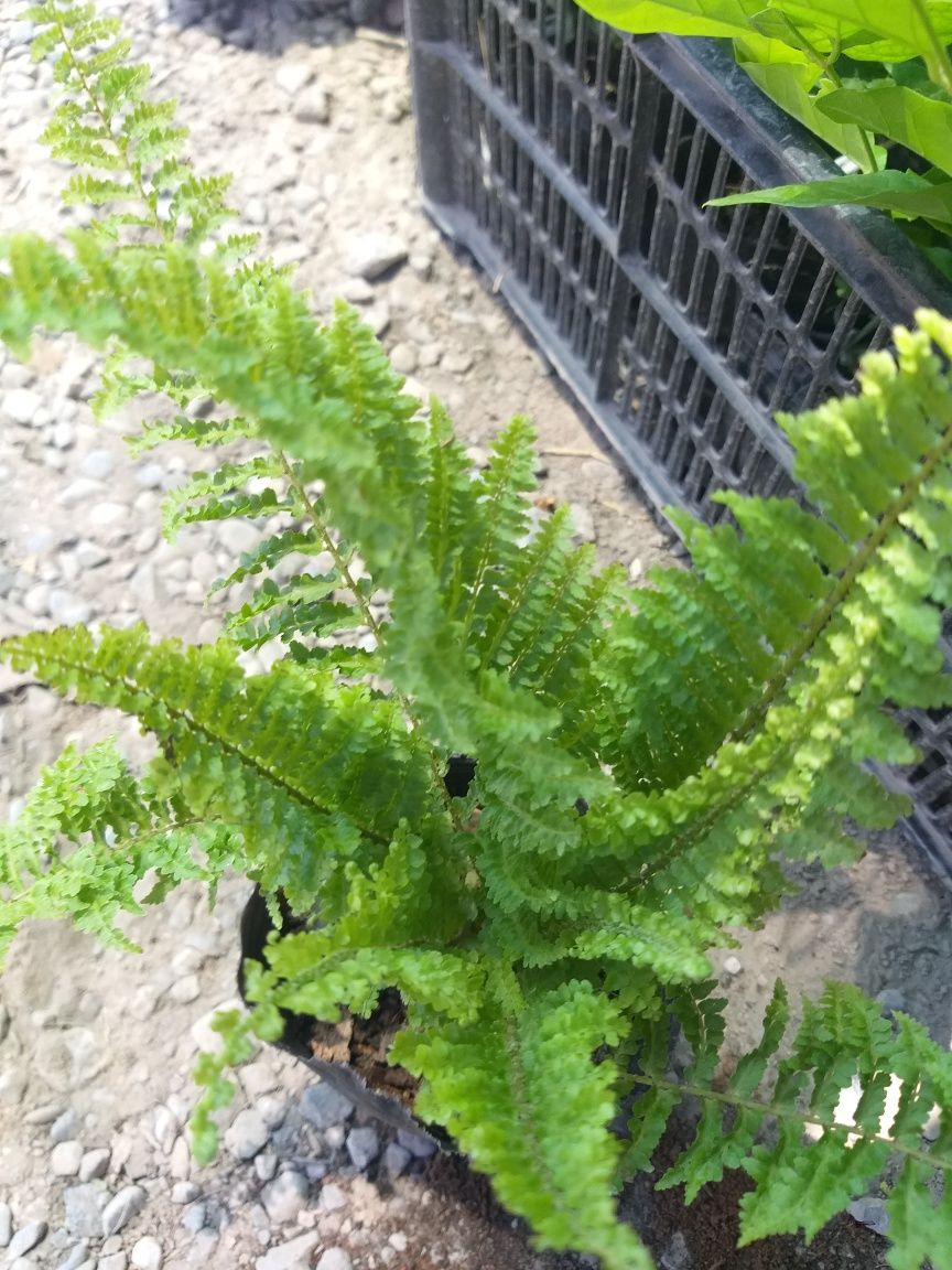 Jizzax Garden life taqdim etadi bizda turli xil xonaki gullar sotiladi