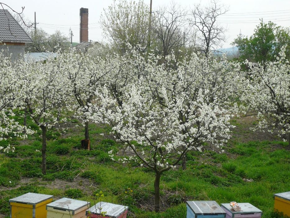 societate comerciala in lichidare