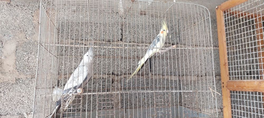 Karella sotiladi ishlagan