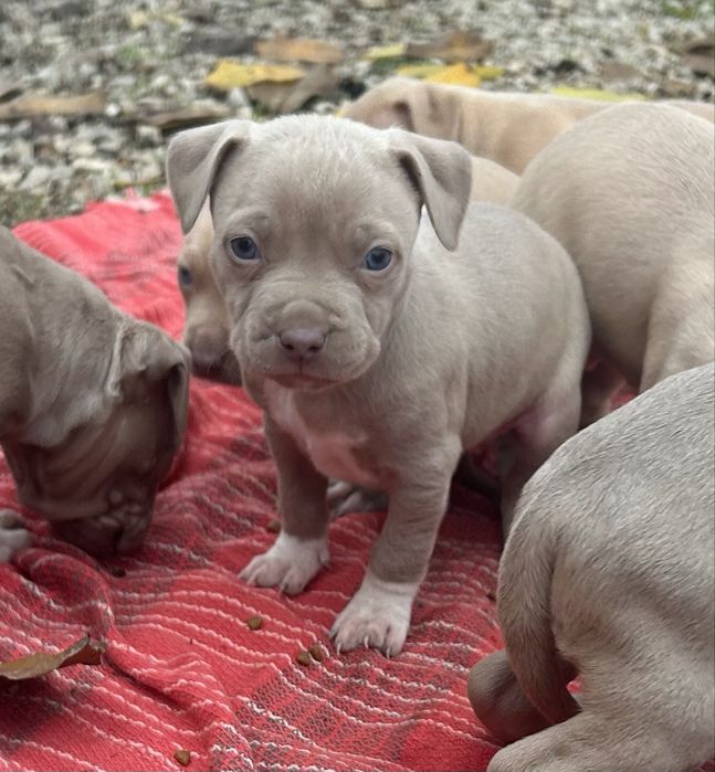 Американски питбули