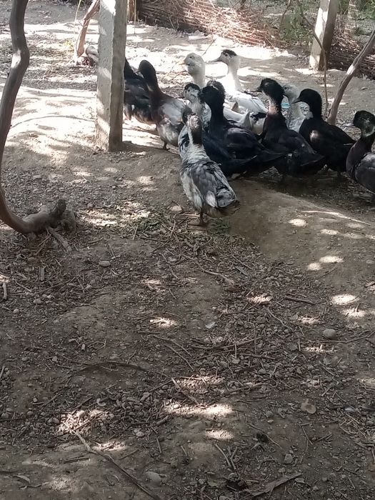 Урдаклар,сотилади