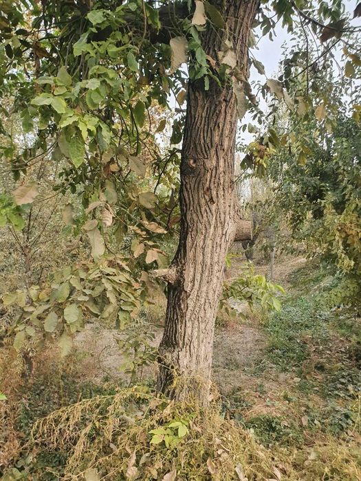 Yong‘oq daraxti sotiladi