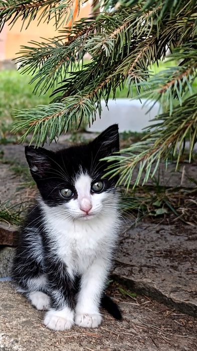 Подарявам котета