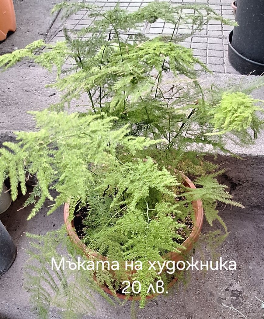 Предлагам стайни  цветя