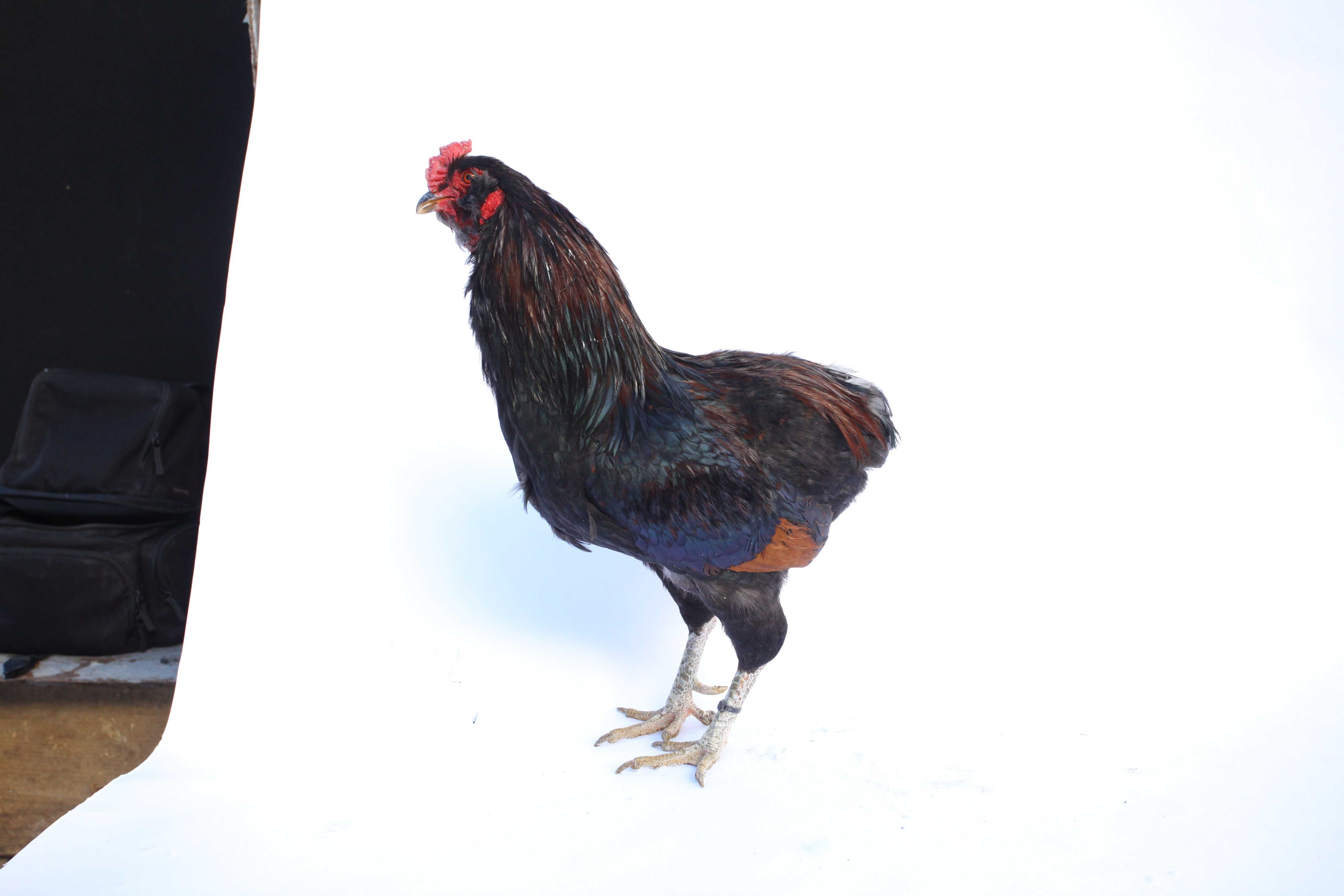 Cocos din rasa Araucana potarnichiu salbatic